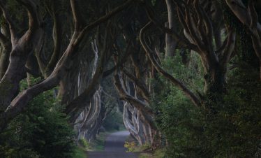 The Dark Hedges