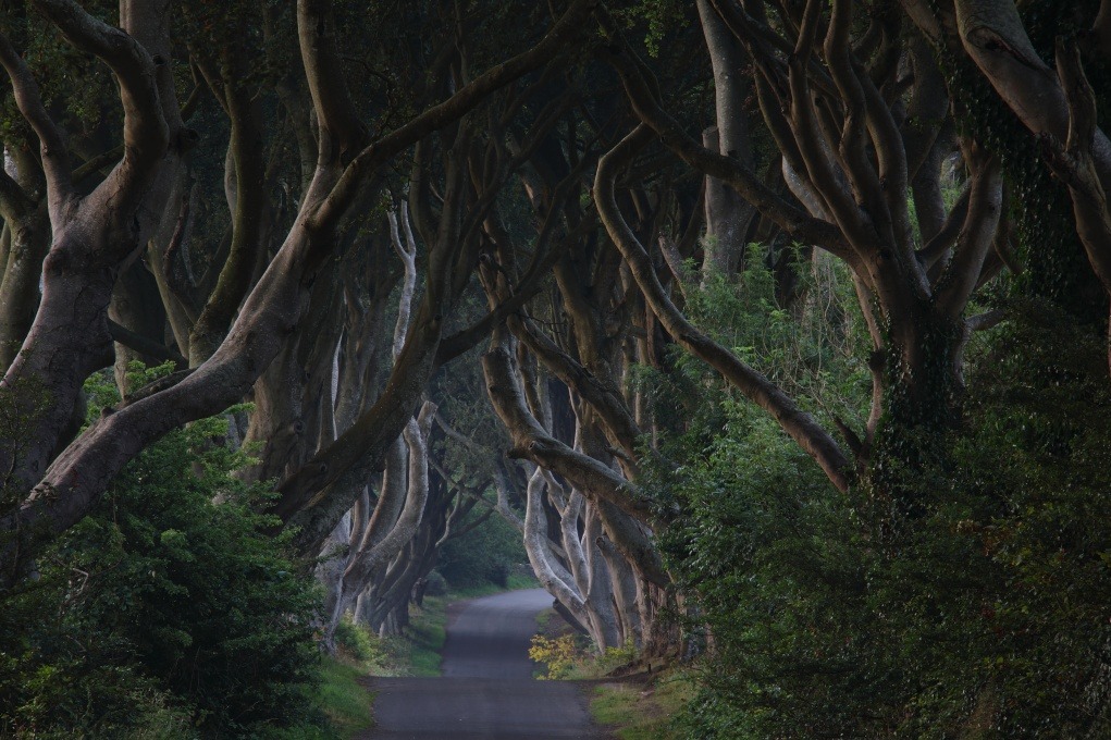 The Dark Hedges